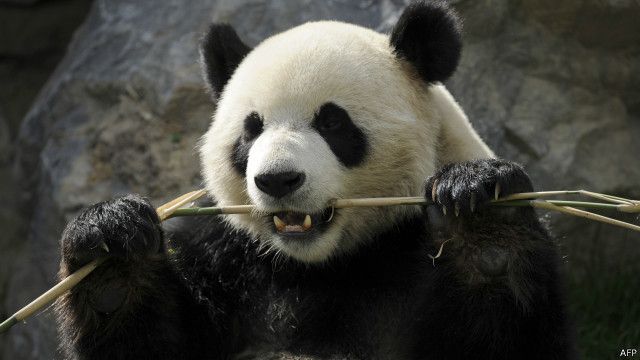 Panda